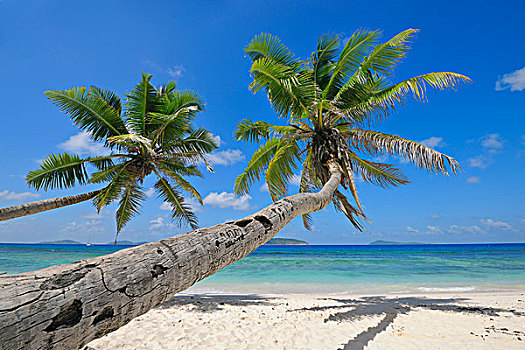 棕榈树,海滩,印度洋,拉迪格岛,塞舌尔