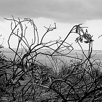 烧,枝条,海岸,海滩,背景,灰色,天空,爱尔兰,2007年