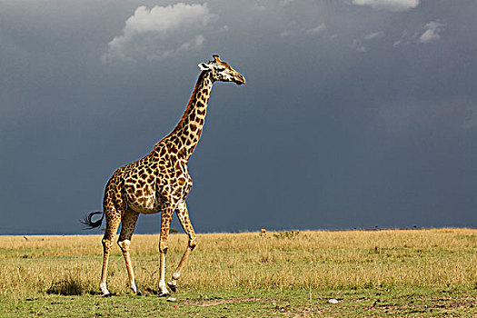 长颈鹿,雷雨天气,马赛长颈鹿,马塞马拉野生动物保护区,肯尼亚