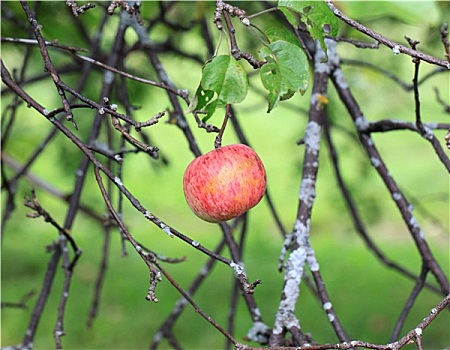 苹果,悬挂,树