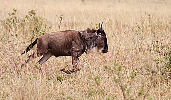 蓝角马,角马,马赛马拉,野生动植物保护区,肯尼亚