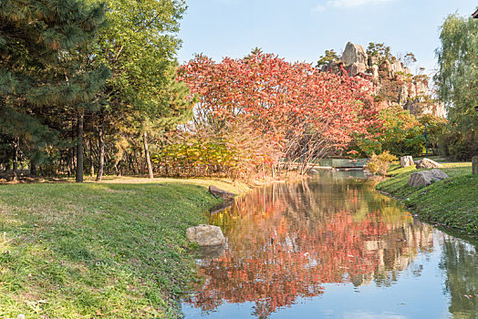 秋季中国沈阳公园户外池塘树林天鹅野鸭