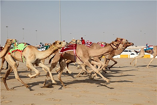 比赛,骆驼,机器人,骑师,多哈,卡塔尔