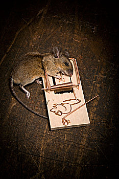 死,老鼠