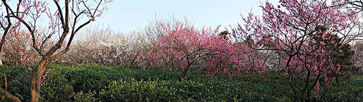 江苏,南京,中山陵,梅园,梅花山,兽道,梅花,老树,城市