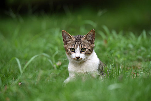 一群野外流浪猫