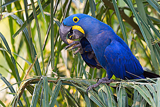 紫蓝金刚鹦鹉,进食,潘塔纳尔,巴西,南美