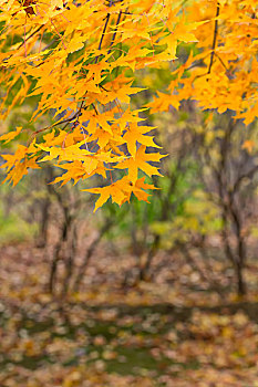 秋天金黄的枫叶