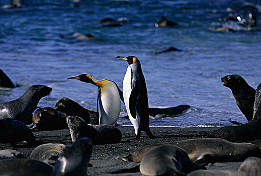 帝企鹅,海豹,南乔治亚,南极