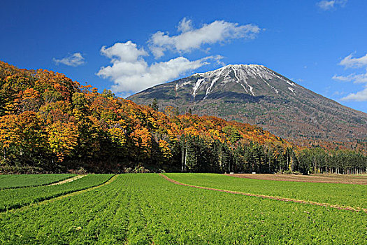 秋叶,山