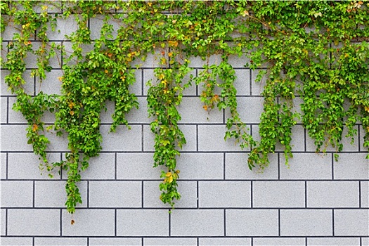常春藤,绿色植物,砖墙