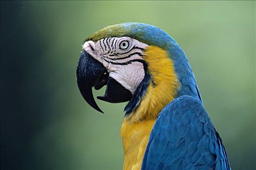 蓝黄金刚鹦鹉,黄蓝金刚鹦鹉,雨林,秘鲁