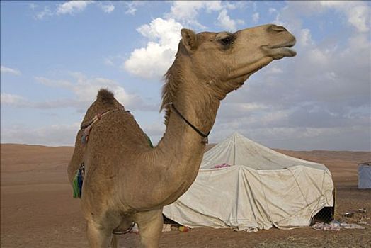 阿曼苏丹国,荒芜,骆驼