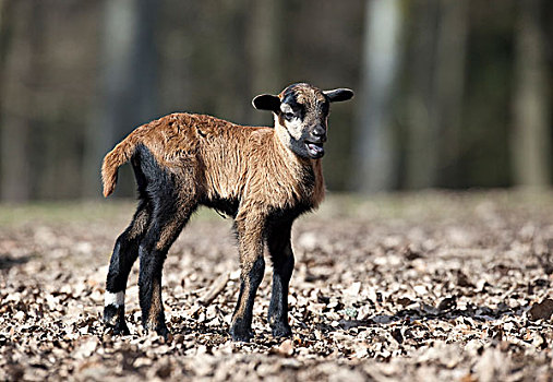 绵羊,羊羔,区域,莱茵兰普法尔茨州,德国,欧洲