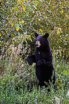 黑熊,美洲黑熊,站立,警惕,堡垒,艾伯塔省,加拿大