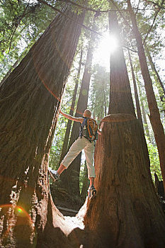 女人,远足,树林,成熟林,红杉,靠近,加利福尼亚,美国