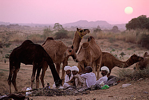 印度,拉贾斯坦邦,普什卡,骆驼