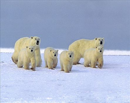 两个,北极熊,家庭,相似,曼尼托巴,加拿大,冬天,数码合成