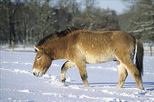 马,雪中,黑森州,德国
