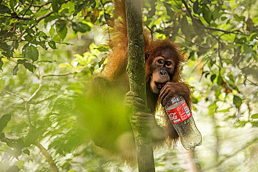 苏门答腊猩猩,用瓶子喝,可乐,古农列尤择国家公园,北方,苏门答腊岛
