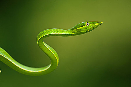 绿色,藤,蛇,雨林,圭亚那