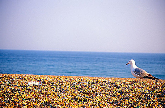 海鸥,走,布莱顿,海滩,英国