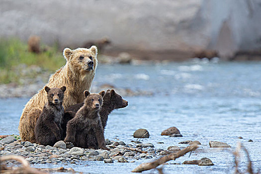 棕熊,家族,堪察加半岛,俄罗斯,欧洲