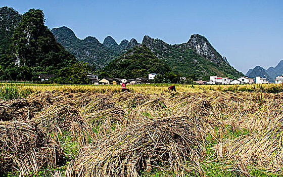 中国广西秋季收割水稻的村庄田园
