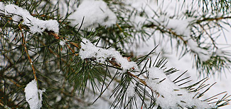 雪中的树枝,创意,植物,艺术,风光,自然,绿色,特写,枝叶,素材,雪松,侧柏,棕,雪