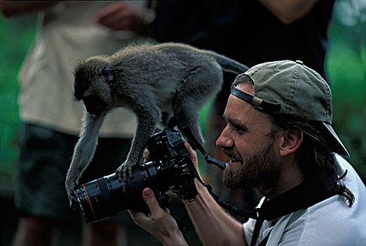 印度尼西亚,巴厘岛,乌布,长尾,短尾猿,食蟹猴,攀登,摄影师,猴子,树林