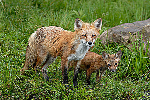 红狐,狐属,小动物,明尼苏达,美国