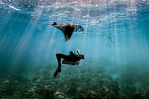 大鳐鱼,蝠鲼,游动,上方,男性,潜水,巴厘岛,印度尼西亚