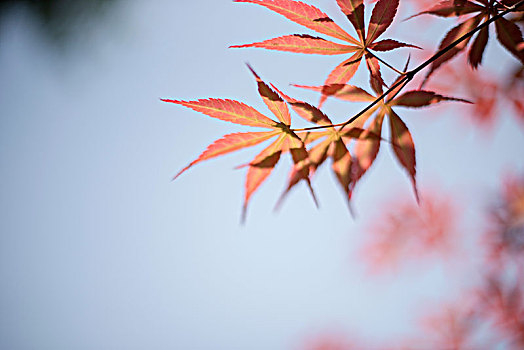 花花草草一世界