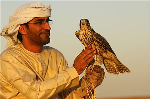 猎捕,猎鹰,坐,手,养鹰者,训练,迪拜,阿联酋,中东