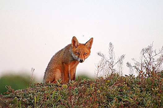 红狐,狐属,幼兽,岛屿,乌克兰,东欧