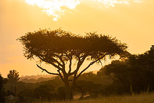 伞,刺槐,南非大狒狒,豚尾狒狒,逆光,日落,野生动物,津巴布韦,非洲