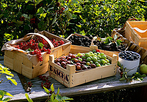 种类,浆果,木篮