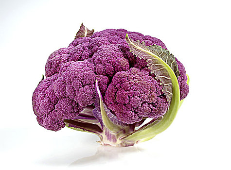 紫色,花椰菜,芸苔,白色,背景