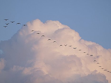 成群,白额雁,飞行,晚霞