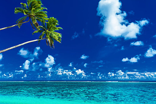 棕榈树,活力,海滩,热带,库克群岛