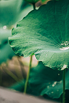 荷花荷叶露水雨水