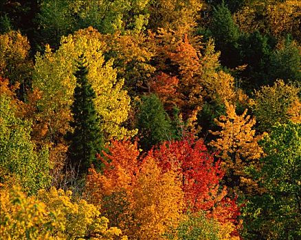 秋色,加蒂诺公园,魁北克,加拿大