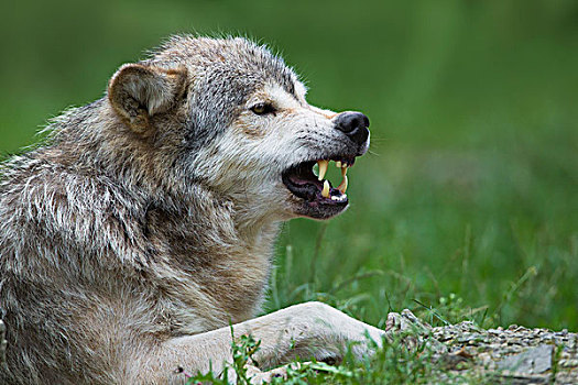 大灰狼,狼,非洲野犬属,狰狞,禁猎区,德国