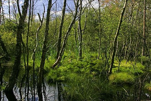 荒野,自然保护区,下萨克森,德国,欧洲