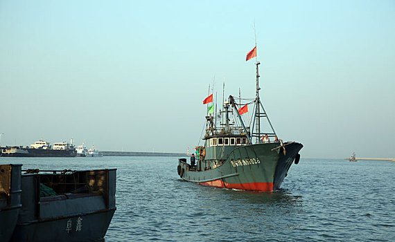 山东省日照市,开海第6天,渔船满载而归纷纷回到渔码头,市民开车10多公里来疯抢