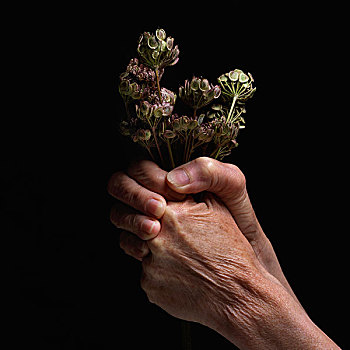 手,植物