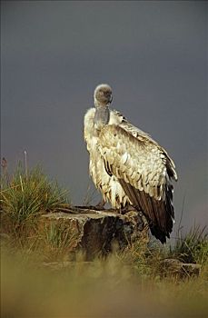 南非兀鹫,秃鹰,肖像,南非