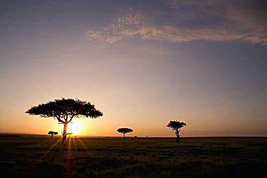树,大草原,太阳,发光,日落,马赛马拉,肯尼亚