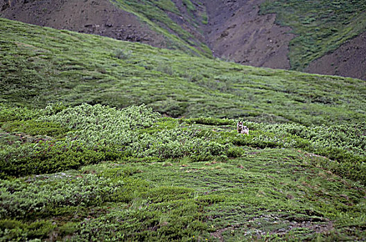 美国,阿拉斯加,德纳里峰国家公园,靠近,灰狼