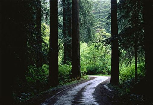 道路,红杉林,州立公园,加利福尼亚,美国